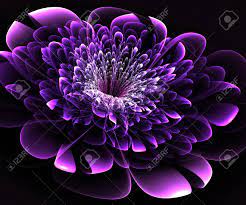 If purple is what you've decided on, you're in luck: Beautiful Purple Flower On Black Background Computer Generated Stock Photo Picture And Royalty Free Image Image 28017852
