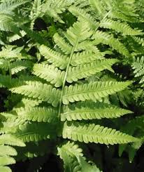 Image result for Woodsiaceae