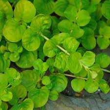 Image result for Lysimachia