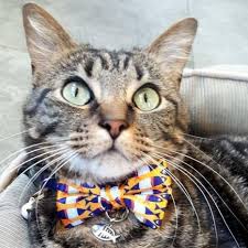 I'd say the majority of the responses were either yay! Cats In Bow Ties Modern Cat