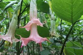 Image result for Brugmansia