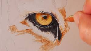 How to draw tiger faces. Drawing Tiger Eye Drawing Colored Pencil