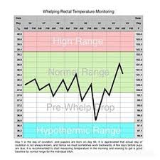 Whelping Temperature Chart Download Temperature Chart