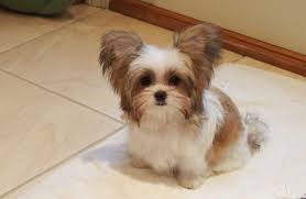 Breed + educate = mythic kingdom: 10 Things You Didn T Know About The Miki Dog Miki Dog Toy Dog Breeds Dog Breeder