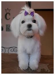 All You Have Ever Wanted To Know About Dogs Maltese Dogs Haircuts Girl And Dog Dog Haircuts