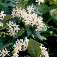 It will quickly scramble up a trellis or fence, making it a great choice for a living screen. Star Jasmine Mashtal Garden Centers