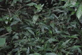 Image result for Oplismenus hirtellus