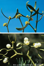 Image result for Viscum tuberculatum