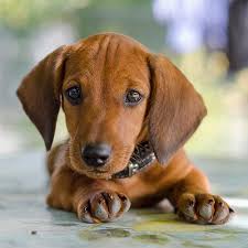 Donations to our rescue are always appreciated and are tax deductible. Dachshund Pdsa