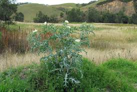 Image result for Argemone ochroleuca