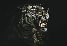 Hd Wallpaper Dark Teeth Animals Tiger Wallpaper Flare
