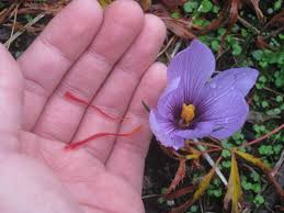 How To Grow Saffron Indoors Growing Saffron Saffron Flower Saffron Plant