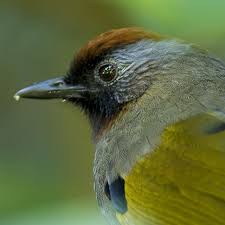 Silver Eared Laughingthrush Garrulax Melanostigma Bird Art Passerine Quetzal