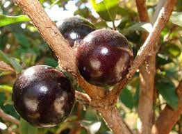 Sep 21, 2017 · the black mulberry tree (morus nigra) often suffers from a case of mistaken identity. Jabuticaba Wikipedia
