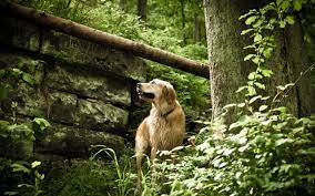 Pisi Pisi Otlari Kabusunuz Olmasin Kopeginizi Otluk Alanlarda Gezdirdikten Sonra Kulagini Mutlaka Kontrol Etmelisiniz Http W Beautiful Dogs Animals Dogs