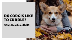 Check spelling or type a new query. Do Corgis Like To Cuddle What About Being Held