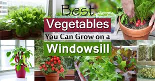 Maybe you would like to learn more about one of these? Windowsill Vegetable Gardening 11 Best Vegetables To Grow On Windowsill Balcony Garden Web