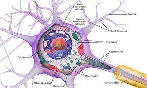 Axon Wikipedia