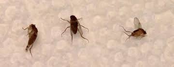 ant exterminator seattle, homemade way