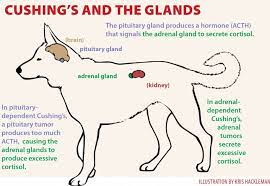 Diagnosing Cushing S Disease In Dogs Whole Dog Journal
