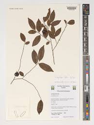 Image result for Carpolobia goetzei