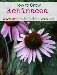 How To Grow Echinacea Echinacea Organic Vegetable Garden Growing Herbs