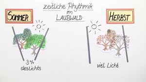 Abiotischer Faktor Licht Erklarung Ubungen