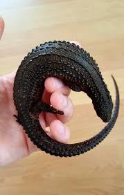 Out at the florida international reptile show, sean daly encounters a black dragon asian water monitor and a savannah monitor. A Black Earless Monitor Lizard Aka A Tiny Dragon 9gag