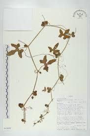 Image result for Corallocarpus bainesii