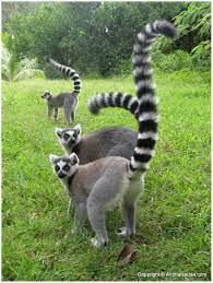 Ring Tailed Lemur Lifespan How Long Do They Live In Captivity Primates Park