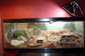 Replicating Native Gecko Habitats Gecko Time Leopard Gecko Habitat Leopard Gecko Leopard Gecko Terrarium