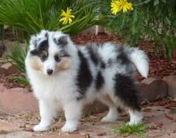 A Warm Fuzzy Feeling Shetland Sheepdog Puppies Shetland Sheepdog Sheltie Dogs
