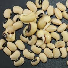 Image result for Vigna comosa