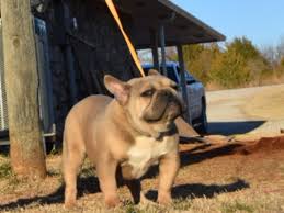 Hello, we have several litters of french bulldog puppies for sale in flushing, bayside, queens ny, new york available now & the rest of 2017. French Bulldog Studs From Mugleston Farms The Next Generation Frenchie Males