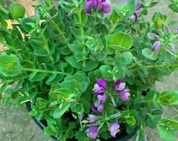 Image result for Polygala petitiana