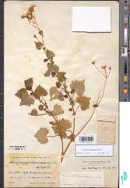 Image result for Cineraria deltoidea