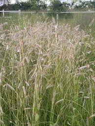 Image result for Dichanthium sericeum
