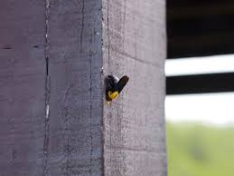 Difference between carpenter bees and bumble bees. Do Carpenter Bees Sting Terminix