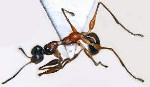 Image result for Gonatopus