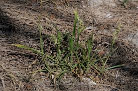 Image result for Cenchrus geniculatus