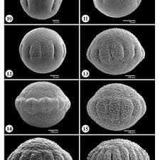 Image result for Spermacoce deserti