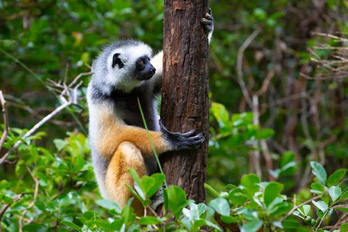 The Diademed Sifaka: A Natural Wonder of Madagascar Worth Protecting