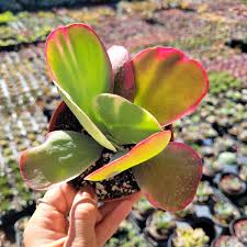 Image result for Kalanchoe glaucescens