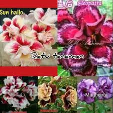 Tanaman dari jenis caladium ini punya daun mengkilap yang berwarna hijau pekat. Paket Hemat 5 Pohon Kamboja Adenium Jepang Tanaman Hias Kamboja Jepang Tanaman Hidup Shopee Indonesia