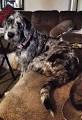 Poodle Great Dane Mix - Great Danoodle | Shop for your Cause