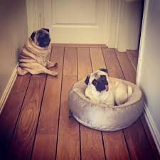 Pugsofinstagram On Instagram Saturdays Please Follow Thepugwithrolls Pugsofinstagram Flat Faced Dogs Cute Pugs Pugs And Kisses