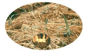 Menanam jahe memiliki banyak kelebihan, yakni tanaman jahe dapat ditanam di lokasi dan media tanam yang tidak memiliki lahan luas, artinya bisa ditanam di pekarangan rumah kalian. Tips Cara Menanam Jahe Yang Benar Sesuai Anjuran Balai Pengkajian Pertanian Cara Budidaya Jahe Anakdagang