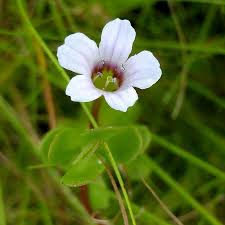 Image result for Bacopa monnieri