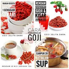 Lycium barbarum l., lycium chinense mill., lycium halimifolium mill., lycium vulgare dunal. Tea Detox Goji Berry Shopee Malaysia