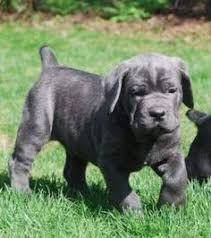 Https Www Facebook Com Photo Php Fbid 944403892330517 Mastiff Puppies Italian Mastiff Puppies Cane Corso